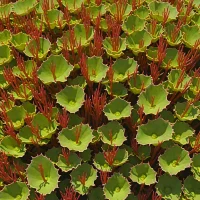 Opuntiella californica