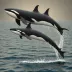 Offshore Killer Whale