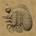 Ornamentaspis