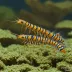 Orange Eye Blue Tiger Shrimp