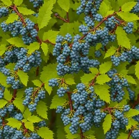 Oregon Grape (Mahonia aquifolium)
