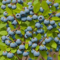 O'Neal Blueberry (Vaccinium hybrid)
