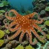 Ornate Octopus (Callistoctopus ornatus)