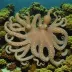Octopus laqueus
