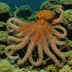 Octopus tankahkeei