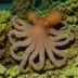 Octopus mercatoris