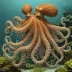 Octopus robsoni