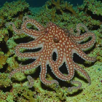 Octopus zonatus (banded pygmy)