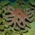 Octopus zonatus (banded pygmy)