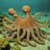 Octopus robsonellus
