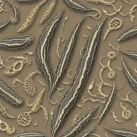 Orthoceras regulare