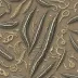 Orthoceras regulare