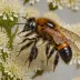 Osmia aglaia