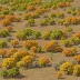 Oregon White Oak Savanna