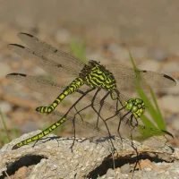 Oklahoma Clubtail