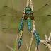 Ocellated Darner