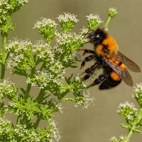 Orange-belted Bumblebee (Bombus ternarius)
