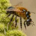 Osmia xanthomelana