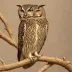 Omani Owl