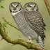 Obscure Hawk-Owl
