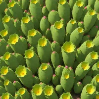 Opuntia stricta