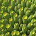 Opuntia stricta