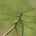 Ozark Clubtail