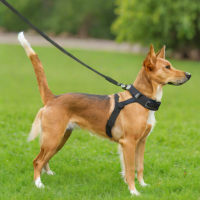 Outward Hound Zip Leash