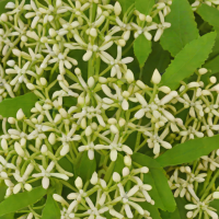 Ortho Molecular Ashwagandha