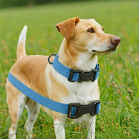 Outward Hound Dog Collar