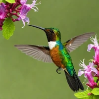 Purple-throated Mountain-gem