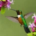Purple-throated Mountain-gem