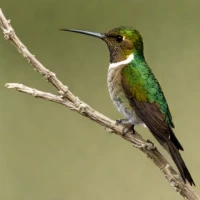 Peruvian Sheartail