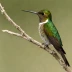 Peruvian Sheartail