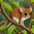 Pygmy Ringtail Possum