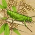 Patanga succincta
