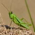 Pseudopomala brachyptera