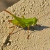 Pyrgodera armata
