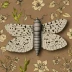 Peppered moth