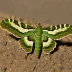 Pandora sphinx moth