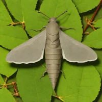 Poplar hawk-moth