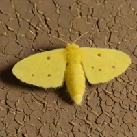 Pale tussock moth