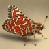 Puss moth
