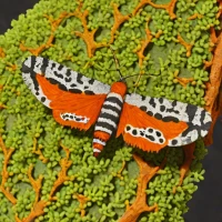 Painted lichen moth