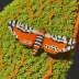 Painted lichen moth