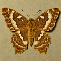 Plain golden y moth