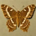 Plain golden y moth