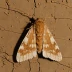 Pebble prominent moth