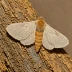 Pale prominent moth