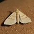 Pebble hook-tip moth